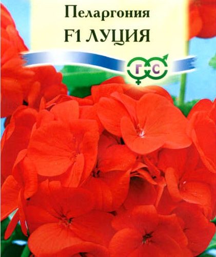 pelargoniya-lyuciya-4sht-gavrish