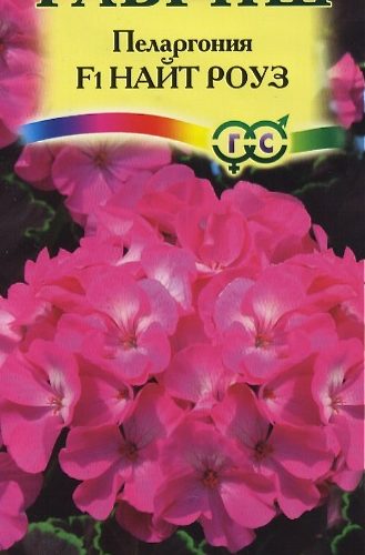 pelargoniya-nayt-rouz-gavrish