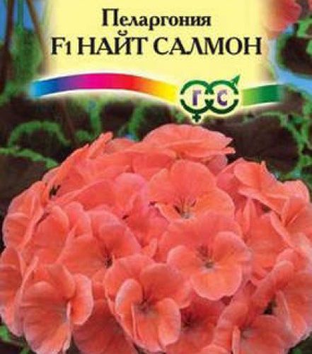 pelargoniya-nayt-salmon-gavrish