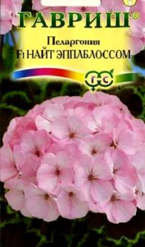 pelargoniya-nayt-yeppelblossum-gavrish