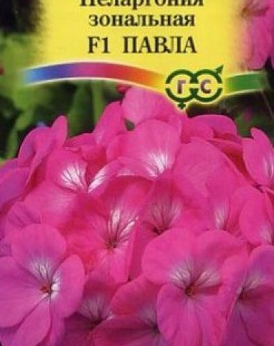 pelargoniya-pavla-gavrish