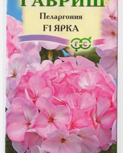 pelargoniya-yarka-4sht-gavrish