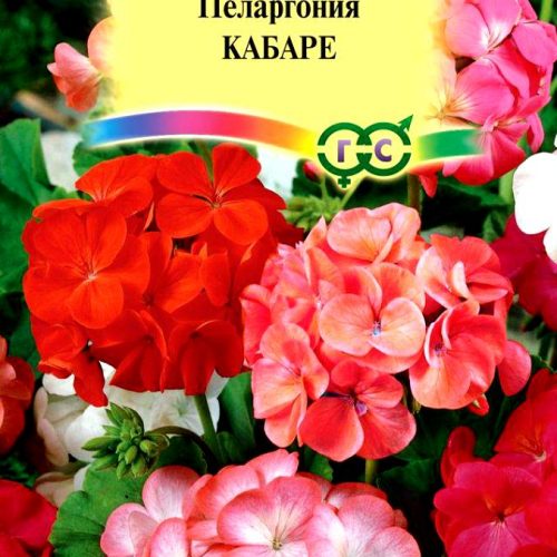 pelargoniya-zonalnaya-kabare-f1-gavrish