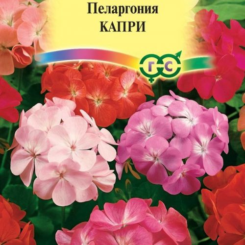 pelargoniya-zonalnaya-kapri-f1-gavrish