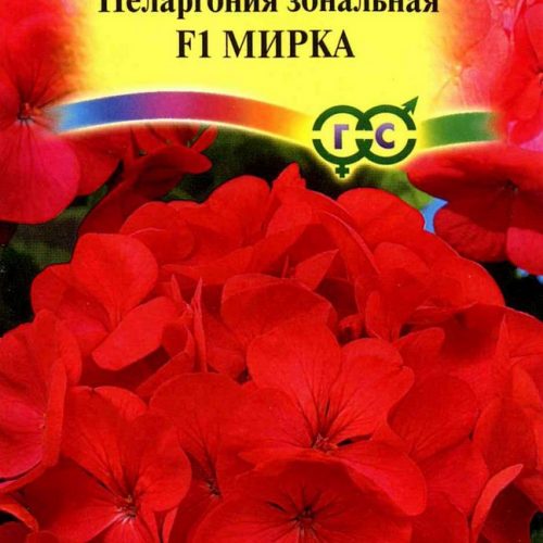 pelargoniya-zonalnaya-mirka-f1-gavrish