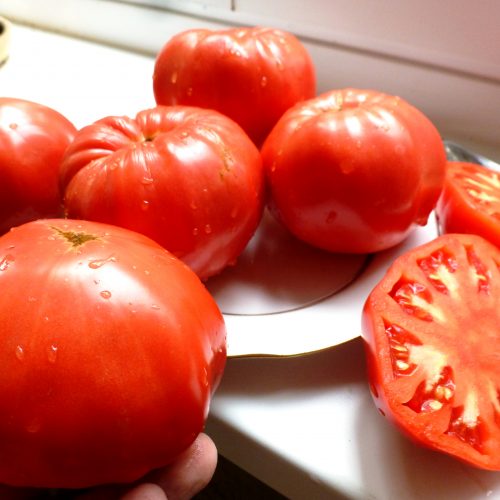 tomat-syzranskaya-roza-rannyaya