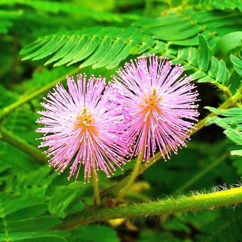 bi-quyet-dieu-tri-benh-dau-lung-nhuc-xuong-khop-tu-cay-trinh-nu1