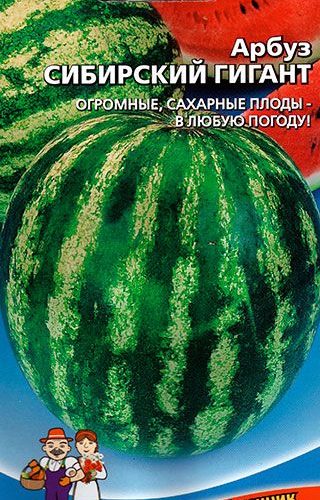 arbuz-sibirskiy-gigant-uralskiy-dach