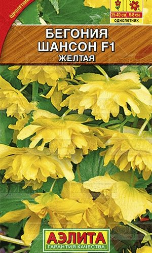 begoniya-shanson-zheltaya-f1-klubnevaya-ampe