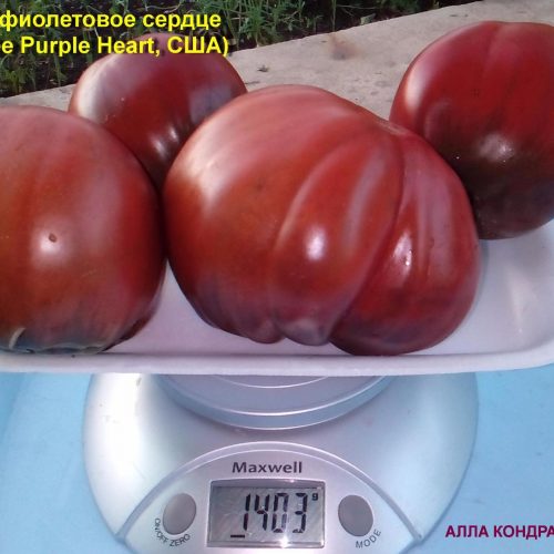 cheroki-fioletovoe-serdce-cherokee-purple-heart-ssha