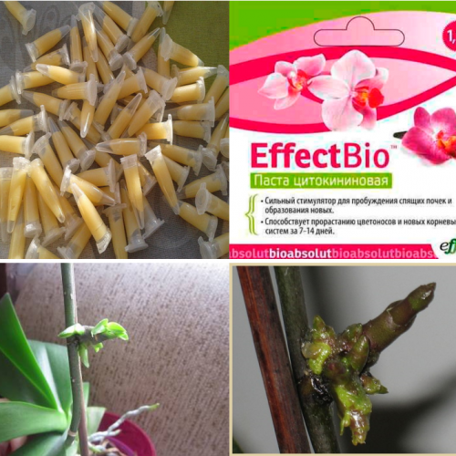 citokininovaya-pasta-effectbio-15ml