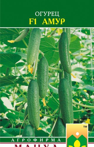 ogurec-amur-10sht-manul
