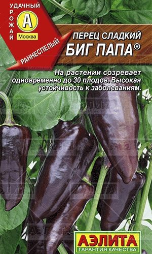 perec-big-papa-ayelita