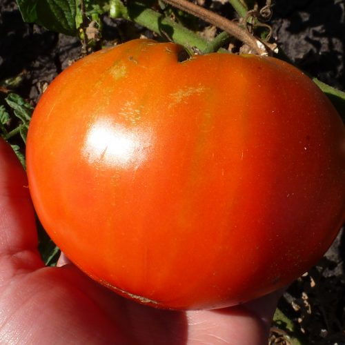tomat-bolshoy-kyerolcarol-chykos-big-paste-ssha-5sht-2