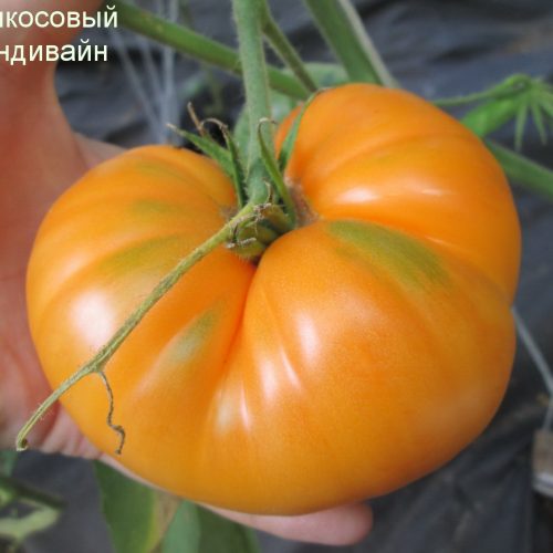 abrikosovyy-brendivayn2