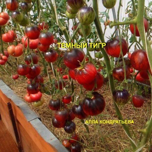 temnyy-tigr-2
