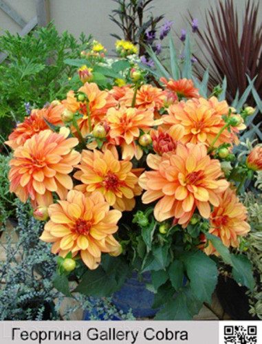 georgina-gyelleri-kobra