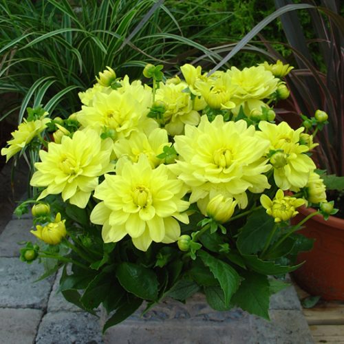 georgina-gyelleri-pinto