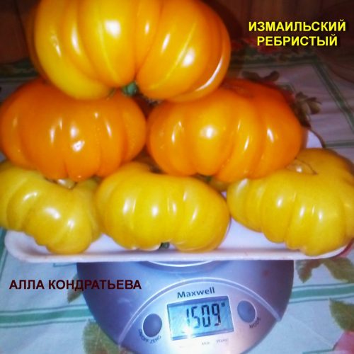 izmailskiy-rebristyy