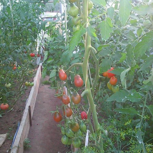 kafe-bule-cafe-bule-ssha