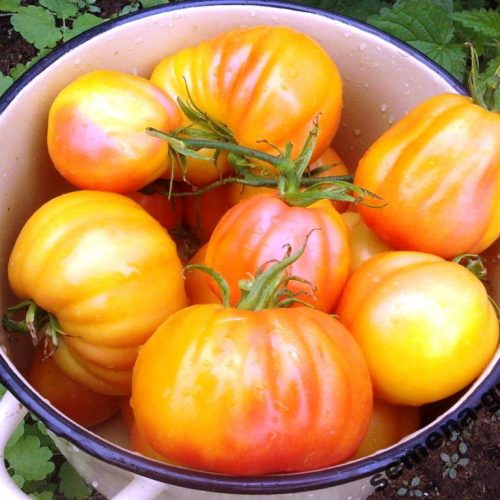 polish-pastel-bi-color1