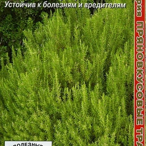 rozmarin-doktor-aptechnyy-002gayelita