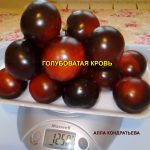 tomat-golubovataya-krov