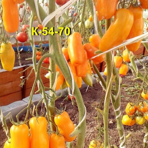 tomat-k-54-70