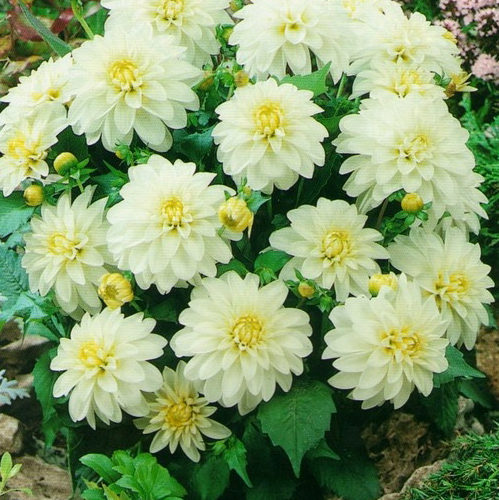 гелери арт файер