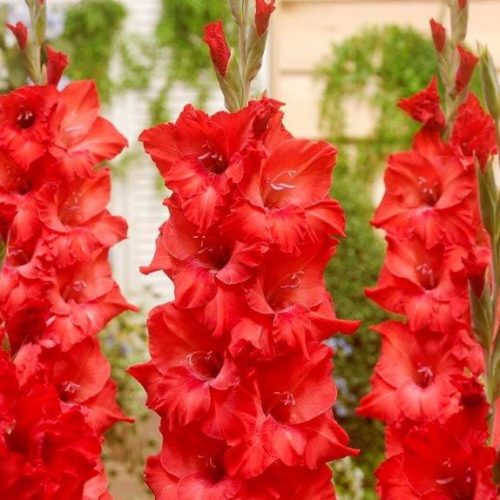 Гладиолус Коразон