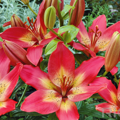 Лилия Арсенал