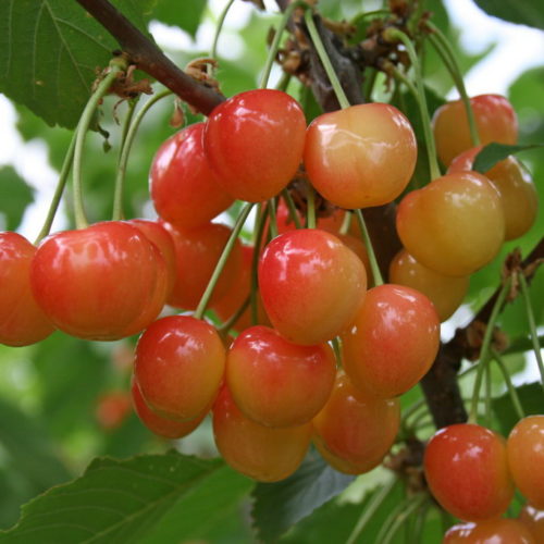 Черешня Розовый жемчуг