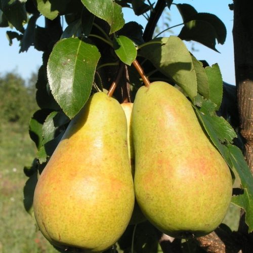 Груша Чижовская