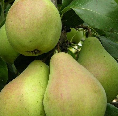 Груша Осенняя Сусова