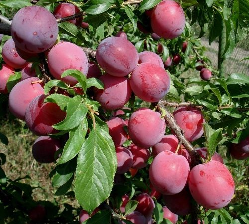 Слива Аленушка