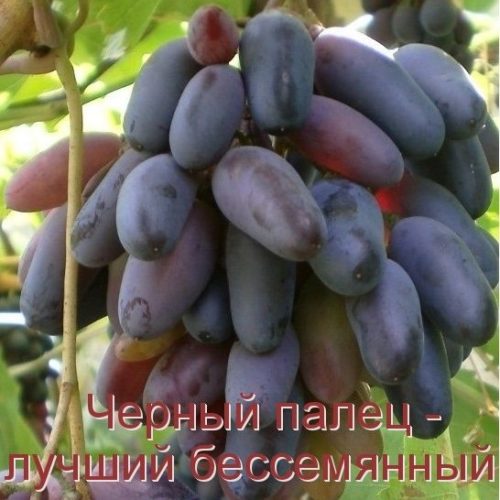 Виноград Кишмиш Черный палец