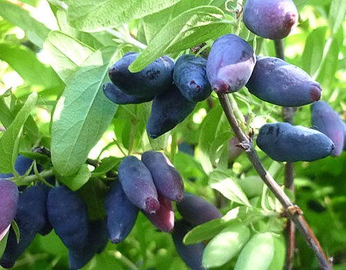 Жимолость Изюминка