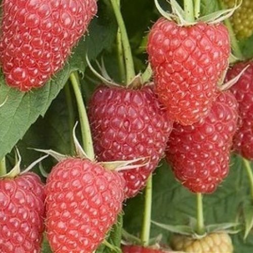 малина ремонтантная атлант