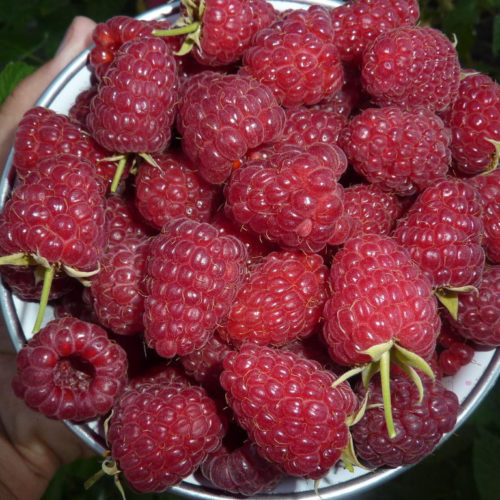 малина ремонтантная бриллиантовая