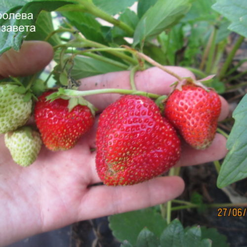 Королева-елизавета