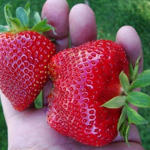 Молинг Пандора