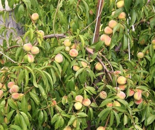 4265161-sazhency-persika