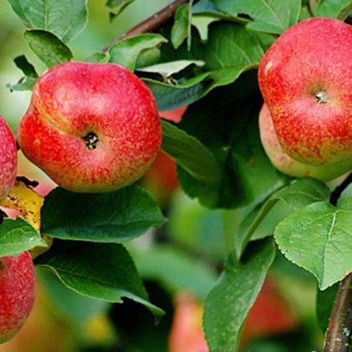 бельфлер -китайка