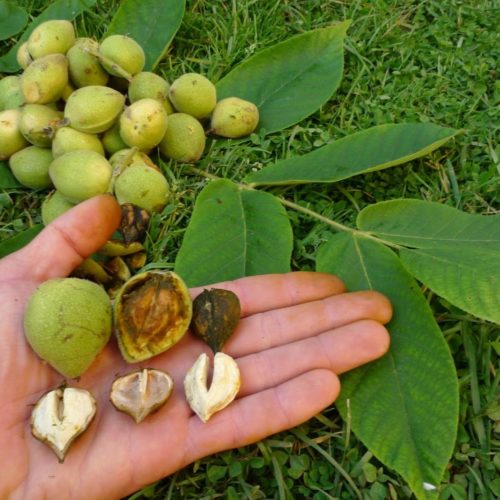 e3cf4d8844d682d2cffd91bae704cacc