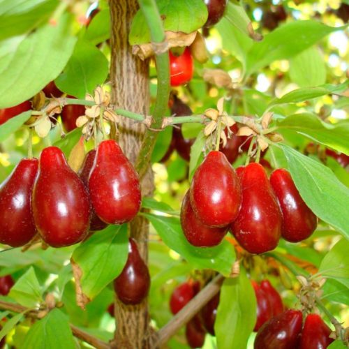 кизил обыкновенный