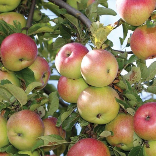 московская грушовка