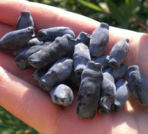 темная ночь