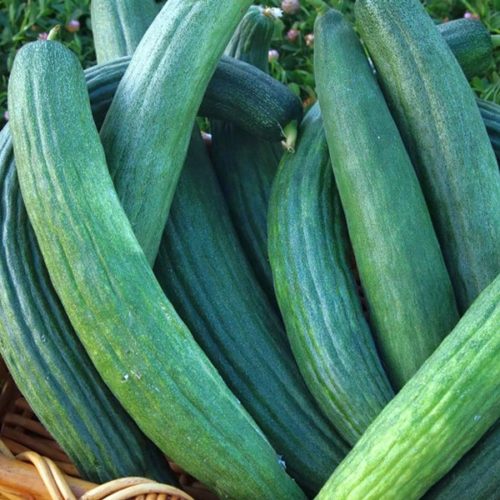 Огурец- дыня зеленый