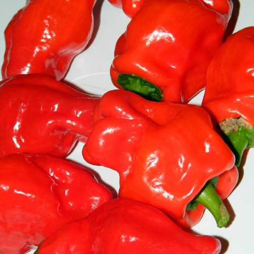 Перец острый Скотч Боннет Ямайский красный (Scotch Bonnet Jamaican Red)