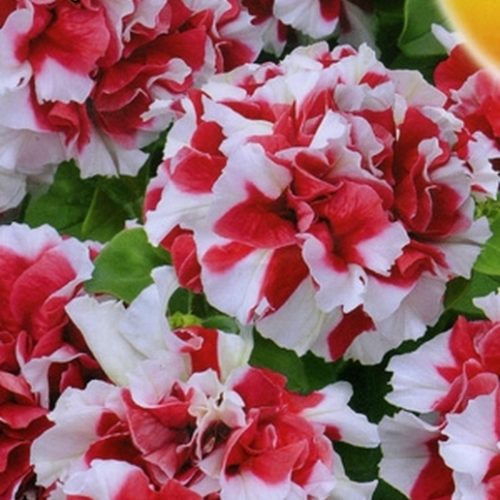 Петуния Тафта обильноцв.махр. 10шт( Аэлита)